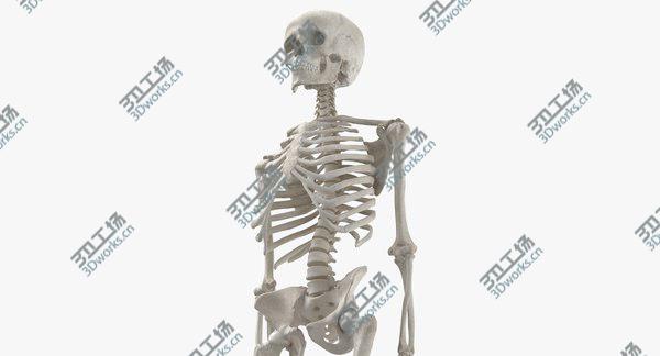 images/goods_img/20210312/3D Real Human Woman Skeleton Bones Anatomy 01 white/3.jpg